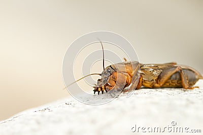 Mole cricket