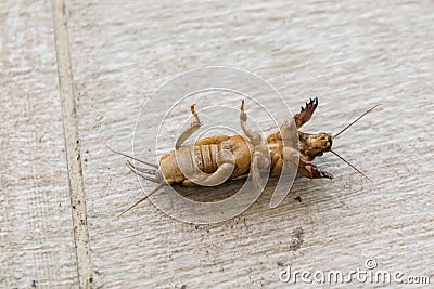 Mole cricket Outside (Gryllotalpidae)