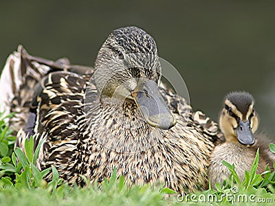 Mom and Baby Duck