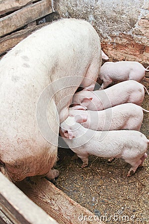 Momma pig feeding little pigs