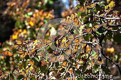 Monarch Butterfly Biosphere Reserve, Mexico