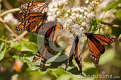 Monarch Butterfly Biosphere Reserve, Mexico