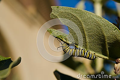 Monarch caterpillar eating crown flower leaf