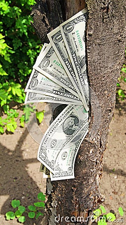 Money dollars tree