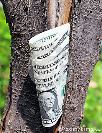 Money tree