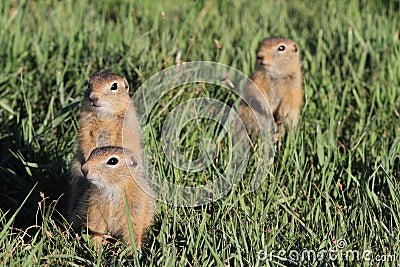 Mongolian Prairie Dogs