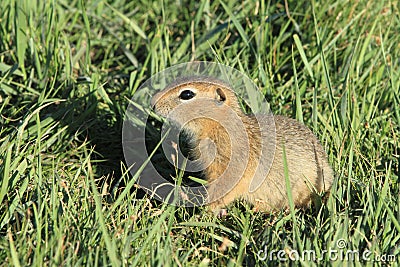 Mongolian Prairie Dogs