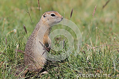 Mongolian Prairie Dogs