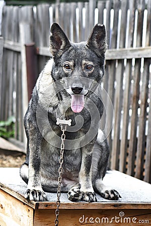 Mongrel old dog sitting alone on kennel