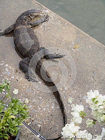 Monitor lizard