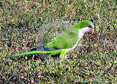 Monk Parakeet (Myiopsitta monachus)