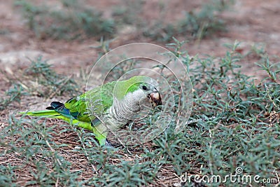 Monk parakeet