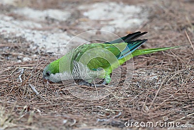 Monk parakeet