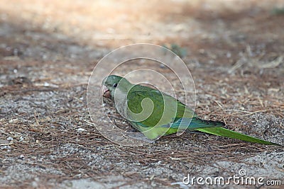 Monk parakeet