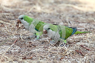 Monk parakeet