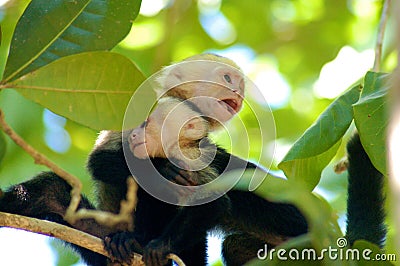 Monkey with baby