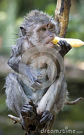 Monkey With Banana