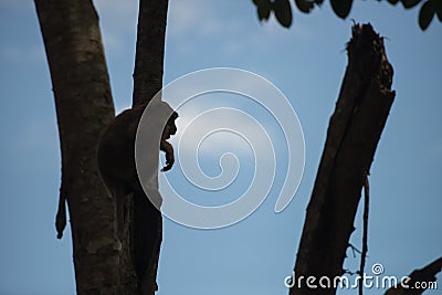 Monkey climb the tree in silhouette