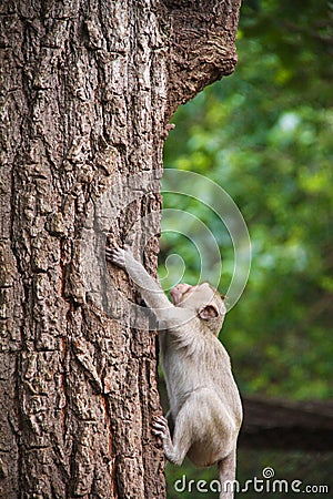 Monkey climbs a tree;
