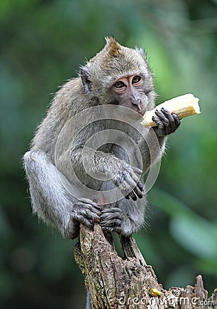 Monkey eat banana