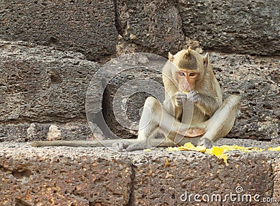 Monkey eating fruit on the stone wall