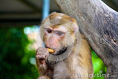 Monkey eating peanuts while thinking