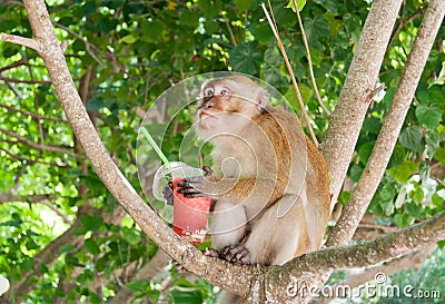 Monkey eating strawberry shake on the Railay beach