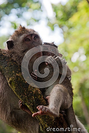 Monkey family on the tree