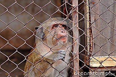 MONKEY FEELING SAD