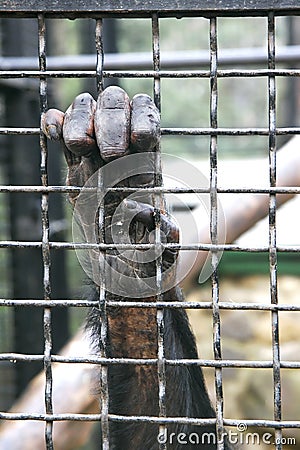 Monkey hand grabbing bars