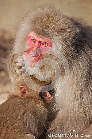 Monkey Hugging Baby