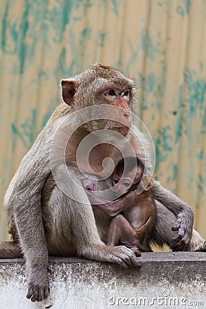 Monkey and its baby sitting on the wall