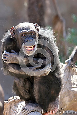 Monkey laughing and grinning at crowds at the zoo