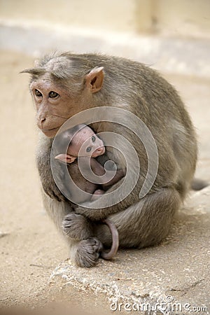 Monkey Macaca Family in Indian Town