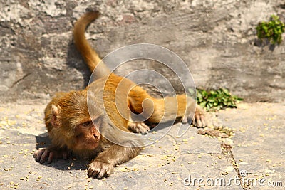 Monkey in Monkey Temple