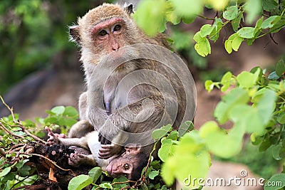 Monkey, mother with baby