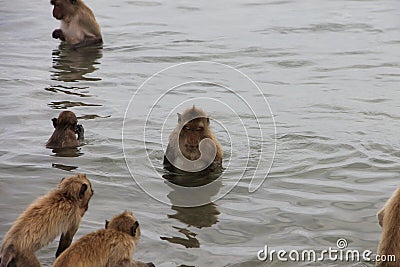 Monkey sits and looks into the sea