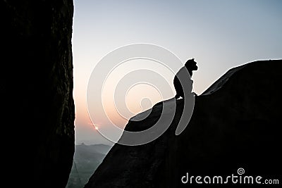 Monkey sitting silhouette at dawn