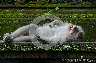 Monkey sleep on the stone