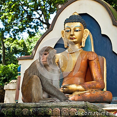 Monkey at Swayambhunath Stupa. Monkey Temple. Nepal, Kathmandu