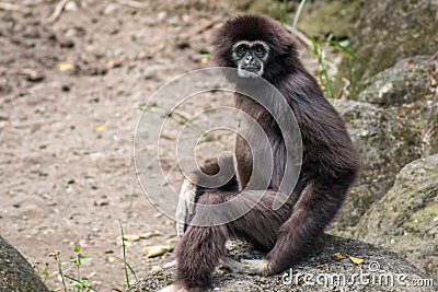 Monkey at Taipei Zoo