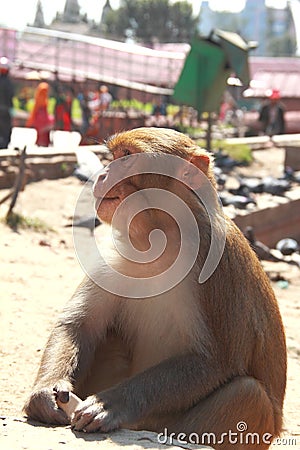 Monkey In A Temple.