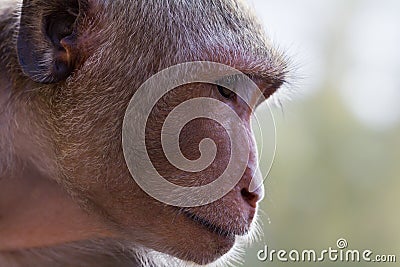 Monkey thinking