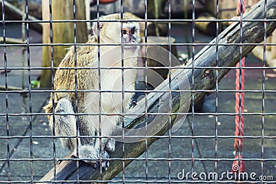 Monkey thinking in a cage