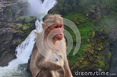 Monkey and waterfalls