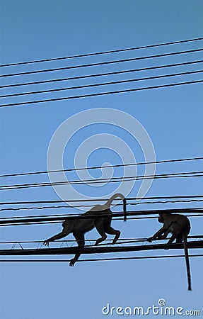 Monkeys in the electricity line