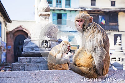 Monkeys at Monkey Temple, Kathmandu, Nepal