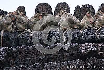 Monkeys sleep over the temple