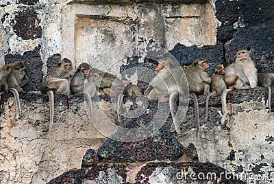 Monkeys sleep over the temple