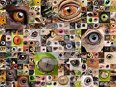 Montage of animal eyes